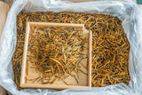 Yunnan Fengqing Spring Tea Dian Hong Tea Big Gold Needle Black Tea Big Gold Bud