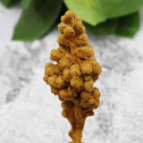 Organic Dried Loquat Flower, Eriobotrya Japonica