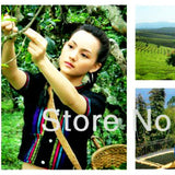 100g Yunnan Sheng Puer Tea Pu-erh cha Tea High Mountain Wild Ancient Trees Cake
