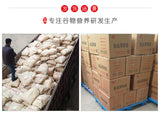 Mature Wheat Germ Slices Low-temperature Baking Raw Materials Meal Replacement