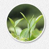 100g Weißer Tee Yunnan Weißer Pfingstrose Tee Kuchen Hohe Qualität Moonlight Tee