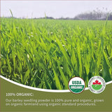 Barley grass official store Organic Barley Grass Powder original 250g moistening intestines, burning fat