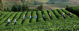 100g Yunnan cha Puer Tea Pu-erh Tea Puer Tuo Cha cha Green Tea Food Health Care