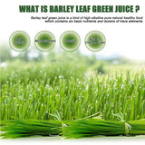 Barley Grass Powder Original 100% healthy Pure Organic Barley Antioxidant-Rich, Energy Booster Organic Grass Powder