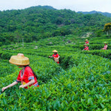 Antique Natural Organic Tasty Black Tea Chinese Yunnan Ripe Puer Tea Brick 250g