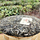 High Quality Pu'er Tea Cake Icelandic Bingdao Ancient Tree Pu-erh Tea 357g