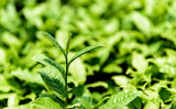 Ginkgo Biloba Leaves Chinese Wild Ginkgo Tea Medicinal Herbal Tea Loose Leaves