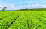 Ginkgo Biloba Leaves Chinese Wild Ginkgo Tea Medicinal Herbal Tea Loose Leaves