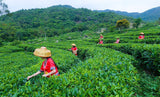 Healthy Care Mini Tuo Tea Rose Ripe Puerh Tea Chinese Yunnan Cooked Black Tea