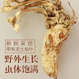 100gBig Cordyceps Sinensis 大虫草 Golden Cicada Flower / Isaria cicadae Miq / 金蝉花