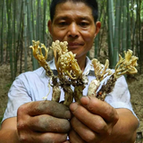 100gBig Cordyceps Sinensis 大虫草 Golden Cicada Flower / Isaria cicadae Miq / 金蝉花