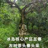 Natural Health Tea Bingdao Pu'er Tea 柔香清甜天然健康 新益号牌 冰岛甜 冰岛古树普洱茶 小沱茶 龙珠生普洱小粒装云南茶叶